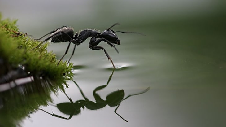 Learn Macro Photography Capture These Interesting Subjects